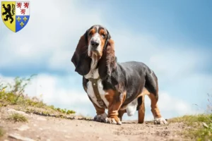 Lire la suite à propos de l’article Éleveurs de Basset Hound et chiots en Hauts-de-France