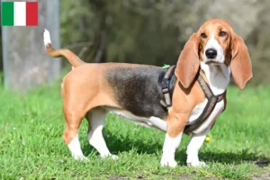 Lire la suite à propos de l’article Basset Hound éleveurs et chiots en Italie