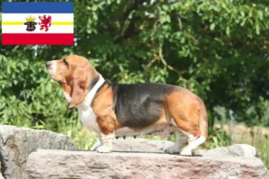 Lire la suite à propos de l’article Basset Hound éleveurs et chiots dans le Mecklembourg-Poméranie occidentale