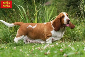 Lire la suite à propos de l’article Éleveurs de Basset Hound et chiots en Normandie