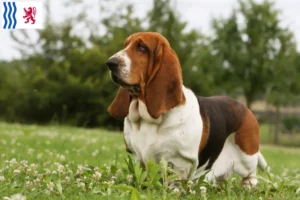 Lire la suite à propos de l’article Éleveurs de Basset Hound et chiots en Nouvelle-Aquitaine