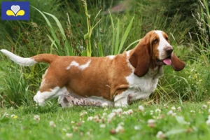 Lire la suite à propos de l’article Basset Hound éleveurs et chiots en Région de Bruxelles-Capitale