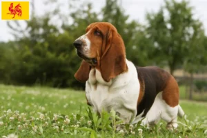 Lire la suite à propos de l’article Éleveurs de Basset Hound et chiots en Région Wallonne