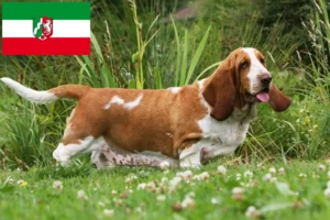 Lire la suite à propos de l’article Basset Hound éleveurs et chiots en Rhénanie du Nord-Westphalie