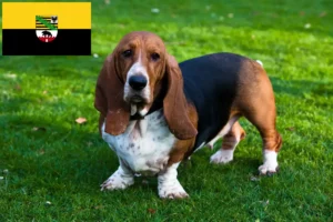 Lire la suite à propos de l’article Basset Hound éleveurs et chiots en Saxe-Anhalt