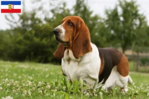 Lire la suite à propos de l’article Basset Hound éleveurs et chiots dans le Schleswig-Holstein