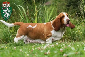 Lire la suite à propos de l’article Basset Hound éleveurs et chiots en Styrie