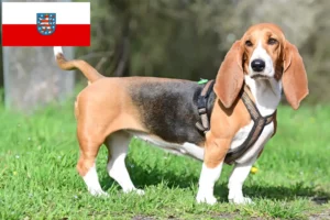 Lire la suite à propos de l’article Basset Hound éleveurs et chiots en Thuringe