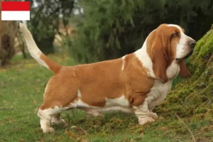 Lire la suite à propos de l’article Basset Hound éleveurs et chiots à Vienne