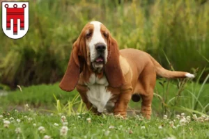 Lire la suite à propos de l’article Éleveurs de bassets et chiots dans le Vorarlberg