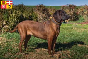 Lire la suite à propos de l’article Éleveurs de chiens de montagne bavarois et chiots en Auvergne-Rhône-Alpes