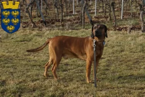 Lire la suite à propos de l’article Éleveurs de chiens de montagne bavarois et chiots en Basse-Autriche