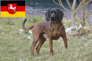 Lire la suite à propos de l’article Chien de montagne bavarois éleveur et chiots en Basse-Saxe