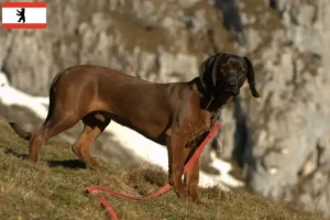 Lire la suite à propos de l’article Éleveurs de chiens de montagne bavarois et chiots à Berlin