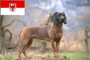 Lire la suite à propos de l’article Chien de montagne bavarois éleveurs et chiots dans le Brandebourg