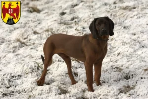 Lire la suite à propos de l’article Éleveurs de chiens de montagne bavarois et chiots dans le Burgenland