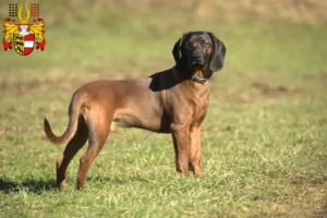 Lire la suite à propos de l’article Éleveurs de chiens de montagne bavarois et chiots en Carinthie