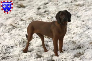 Lire la suite à propos de l’article Éleveurs de chiens de montagne bavarois et chiots en Centre-Val de Loire