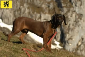 Lire la suite à propos de l’article Éleveurs de chiens de montagne bavarois et chiots en Flandre