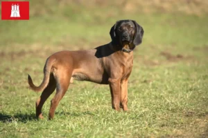 Lire la suite à propos de l’article Chien de montagne bavarois éleveur et chiots à Hambourg