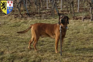 Lire la suite à propos de l’article Éleveurs de chiens de montagne bavarois et chiots en Hauts-de-France