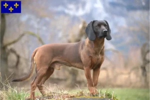 Lire la suite à propos de l’article Éleveurs de chiens de montagne bavarois et chiots en Île-de-France