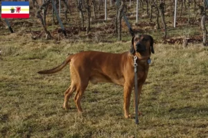 Lire la suite à propos de l’article Chien de montagne bavarois éleveur et chiots dans le Mecklembourg-Poméranie occidentale