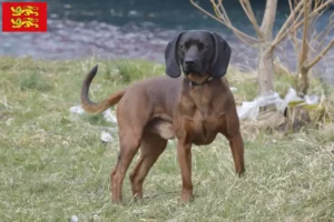 Lire la suite à propos de l’article Éleveurs de chiens de montagne bavarois et chiots en Normandie