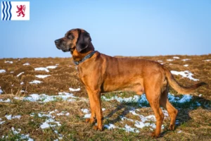 Lire la suite à propos de l’article Éleveurs de chiens de montagne bavarois et chiots en Nouvelle-Aquitaine