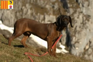 Lire la suite à propos de l’article Éleveurs de chiens de montagne bavarois et chiots en Provence-Alpes-Côte d’Azur