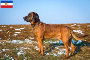 Lire la suite à propos de l’article Chien de montagne bavarois éleveur et chiots dans le Schleswig-Holstein