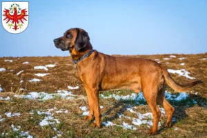 Lire la suite à propos de l’article Éleveurs de chiens de montagne bavarois et chiots au Tyrol