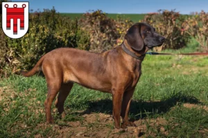 Lire la suite à propos de l’article Éleveurs de chiens de montagne bavarois et chiots dans le Vorarlberg