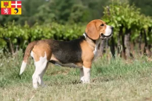 Lire la suite à propos de l’article Éleveurs de beagles et chiots en Auvergne-Rhône-Alpes