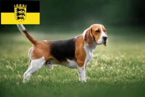 Lire la suite à propos de l’article Éleveurs de beagles et chiots en Baden-Württemberg