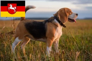 Lire la suite à propos de l’article Éleveurs de beagles et chiots en Basse-Saxe