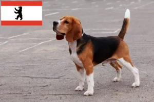 Lire la suite à propos de l’article Éleveurs de beagles et chiots à Berlin