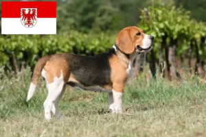 Lire la suite à propos de l’article Éleveurs de beagles et chiots dans le Brandebourg