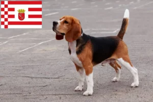 Lire la suite à propos de l’article Éleveurs de beagles et chiots à Brême