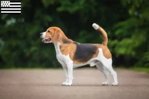 Lire la suite à propos de l’article Éleveurs de beagles et chiots en Bretagne