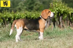 Lire la suite à propos de l’article Éleveurs de beagles et chiots en Flandre