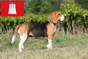 Lire la suite à propos de l’article Éleveurs de beagles et chiots à Hambourg