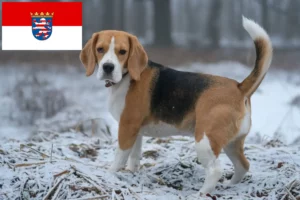 Lire la suite à propos de l’article Éleveurs de beagles et chiots en Hesse