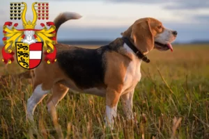 Lire la suite à propos de l’article Éleveurs de beagles et chiots en Carinthie