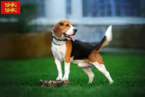 Lire la suite à propos de l’article Éleveurs de beagles et chiots en Normandie