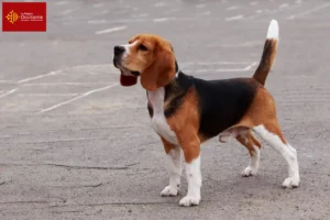 Lire la suite à propos de l’article Éleveurs de beagles et chiots en Occitanie