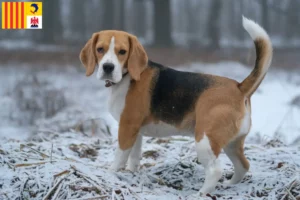 Lire la suite à propos de l’article Eleveurs de beagles et chiots en Provence-Alpes-Côte d’Azur