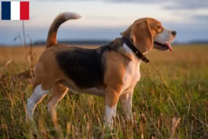 Lire la suite à propos de l’article Eleveurs de beagles et chiots à la Réunion