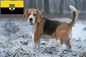 Lire la suite à propos de l’article Éleveurs de beagles et chiots en Saxe-Anhalt