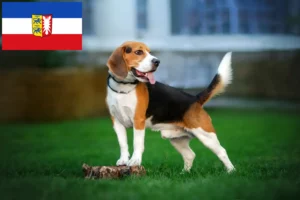 Lire la suite à propos de l’article Éleveurs de beagles et chiots dans le Schleswig-Holstein